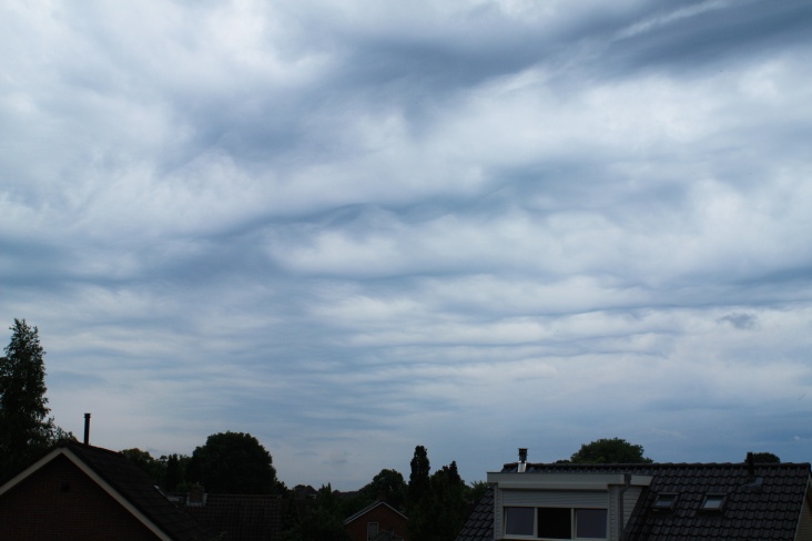 Asperatus2.jpg