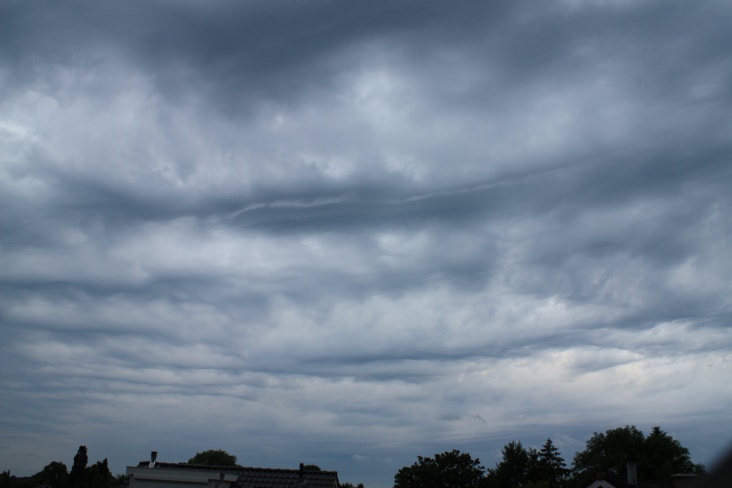 asperatus4.jpg