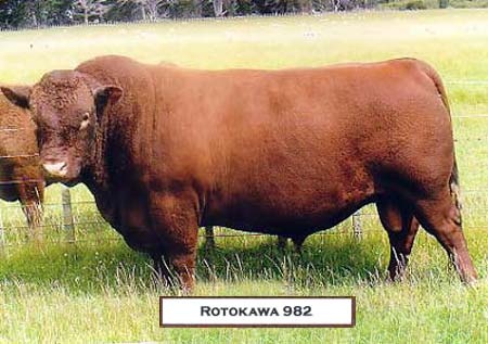 rotokawa982new.jpg