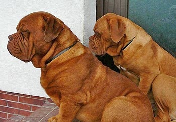 bordeauxdoggen.jpg