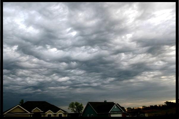 asperatus_3.jpg