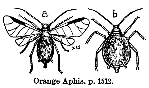 Orange_Aphis_p_1512.gif