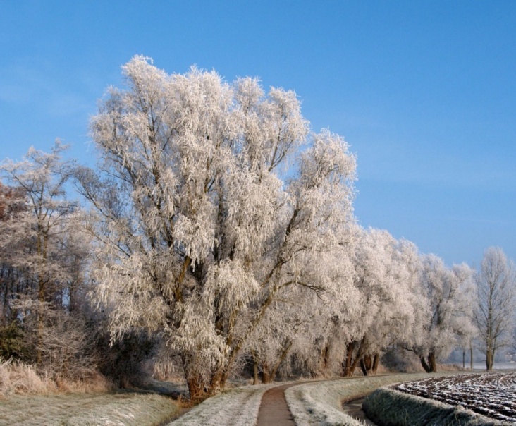 mist_en_rijp_06.JPG